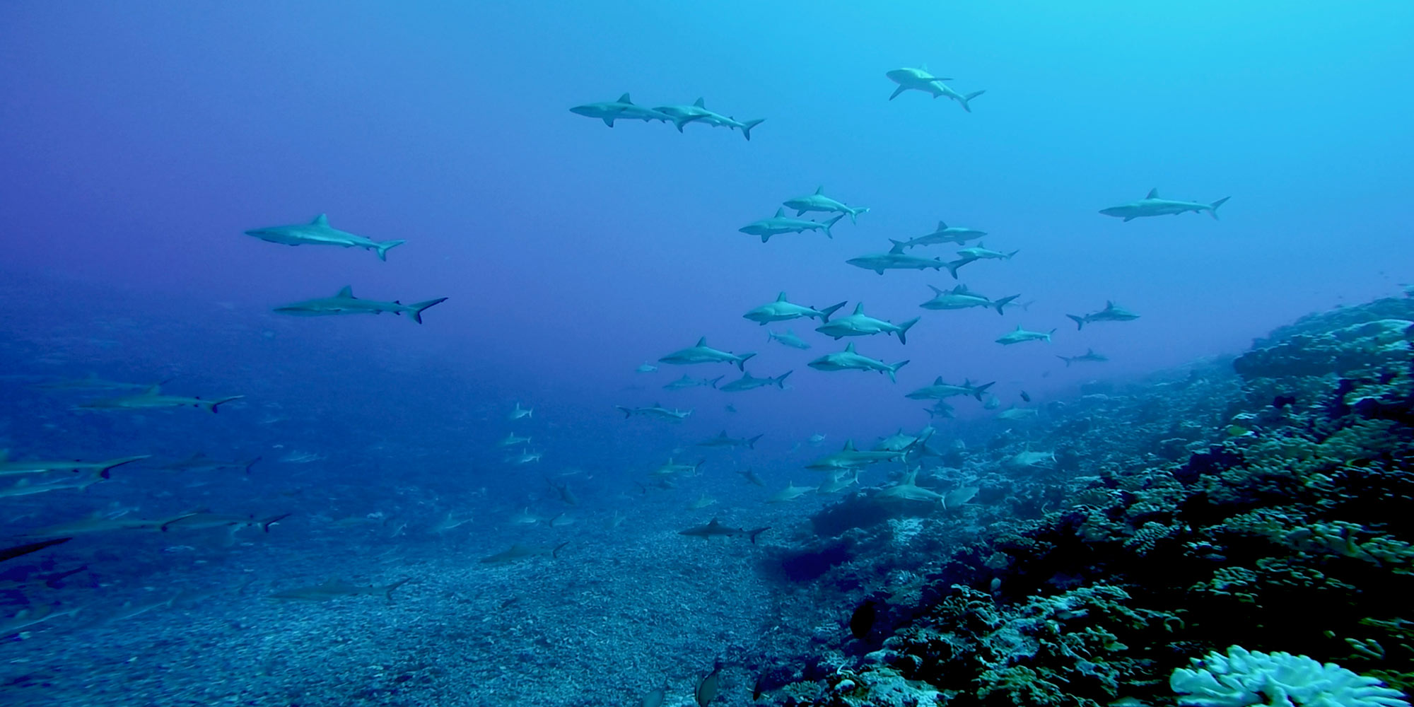 Wall of Sharks