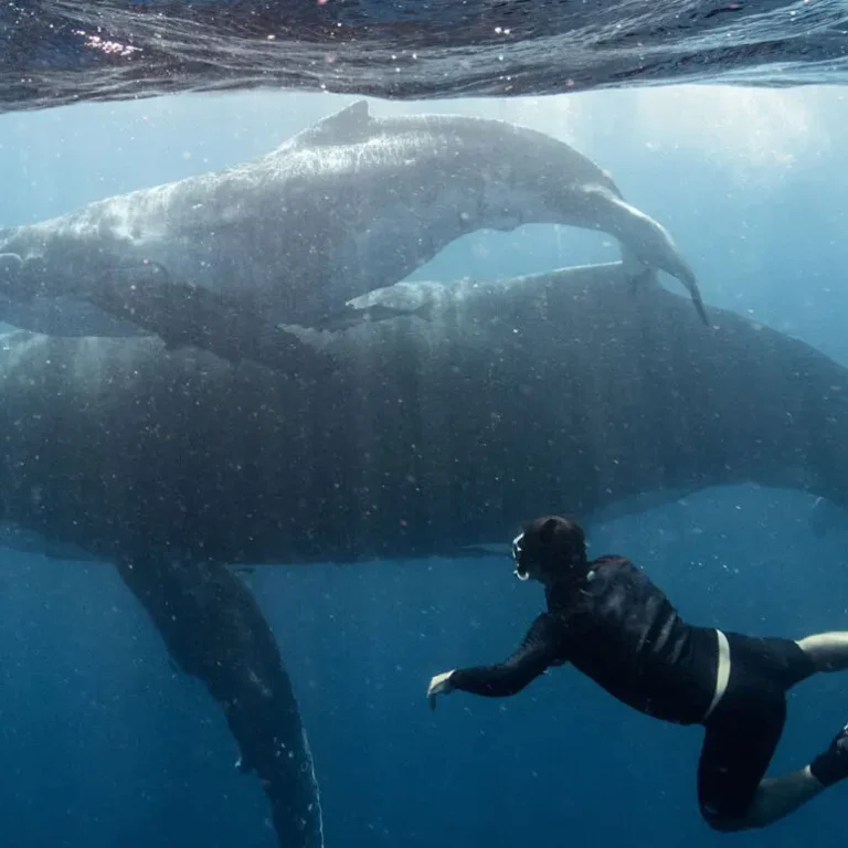 Swimming-with-humpback-whales-in-Tonga-and-Tahiti