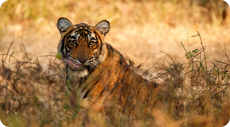 Tiger resting tall grass