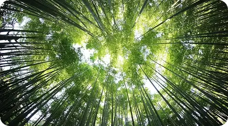 Sunlight forest canopy view
