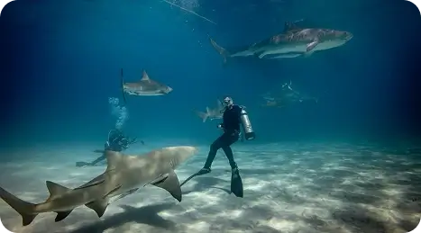 Scuba diver underwater sharks