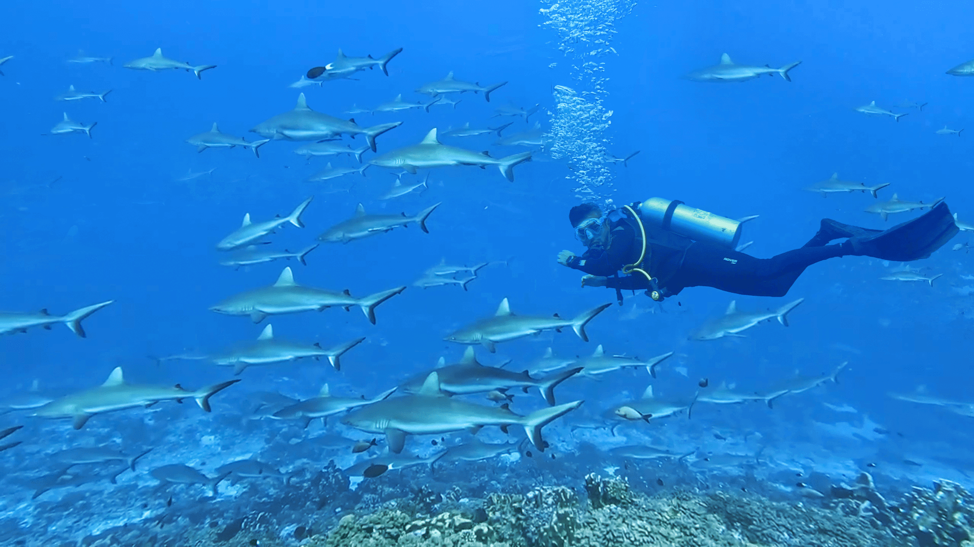 Scuba diving sharks